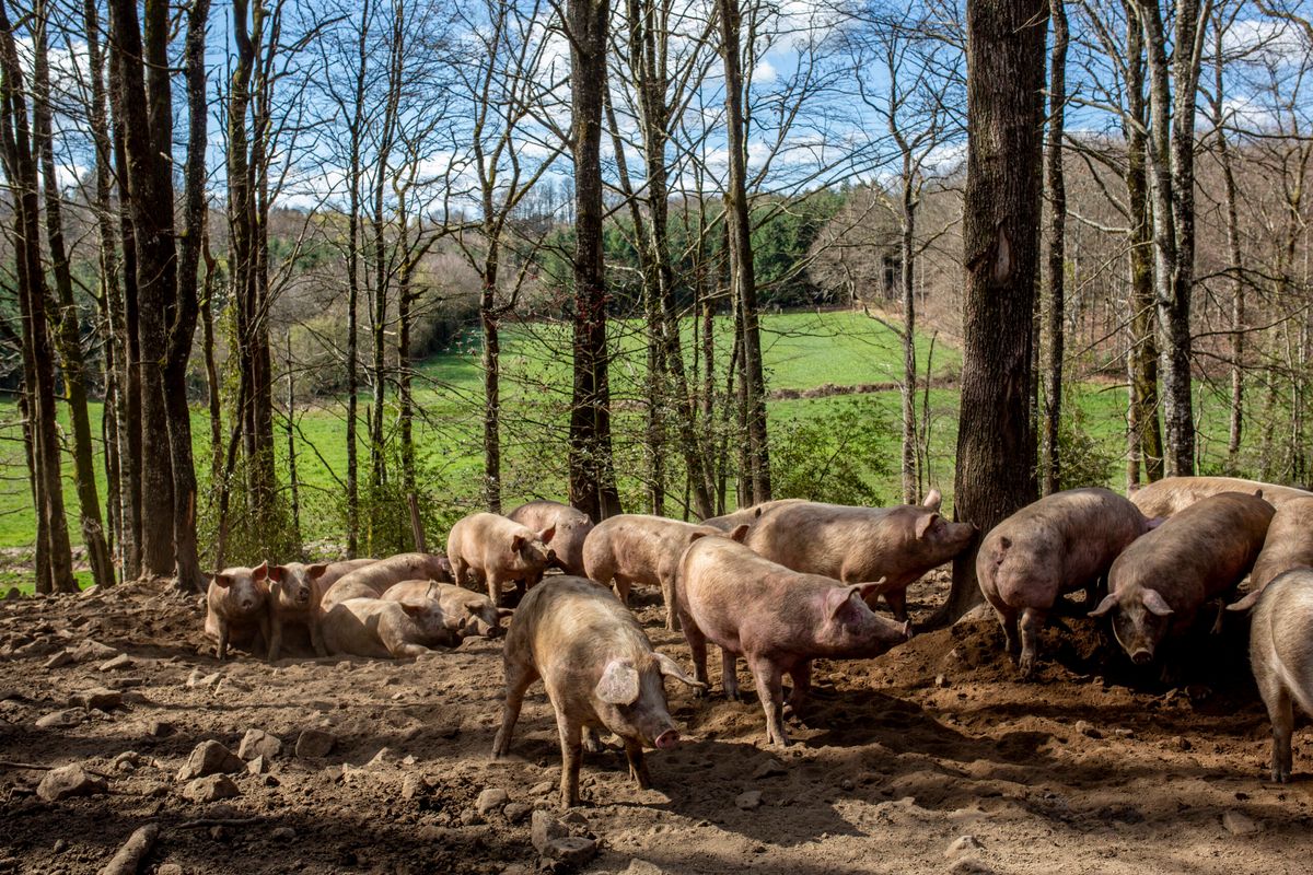 Cochons en plein air dans la châtaigneraie cantalienne