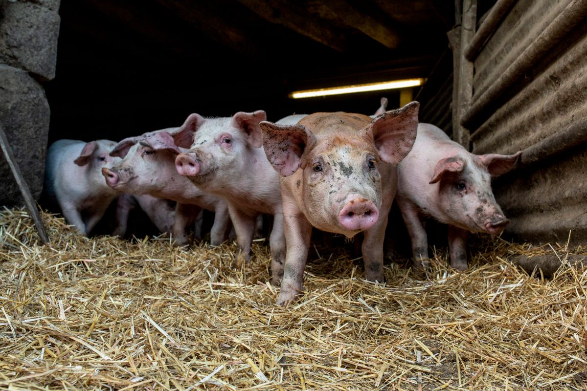 La Maison Laborie — transmission familiale