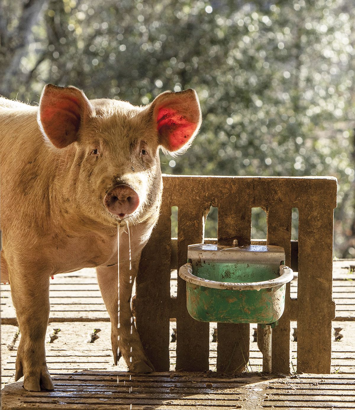 Cochon Parlan en plein air