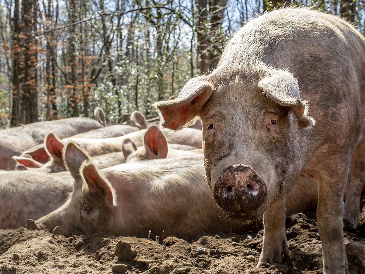 Cochons fermiers Laborie élevés en plein air